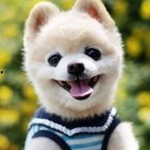 吃瓜卖萌宠物小说免费阅读,吃瓜卖萌，宠你成瘾  第1张