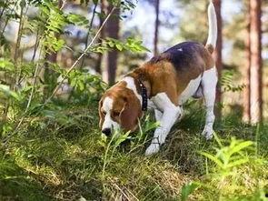 看萌狗最新爆料视频网站,揭秘热门视频网站背后的精彩瞬间