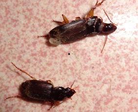 昆虫学者皮肤最新爆料,皮肤奥秘新发现 第2张 昆虫学者皮肤最新爆料,皮肤奥秘新发现 第2张