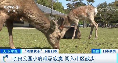 广州新闻爆料小鹿,小鹿爆料揭示城市生活新视角