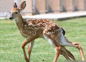 广州新闻爆料小鹿,小鹿爆料揭示城市生活新视角  第2张