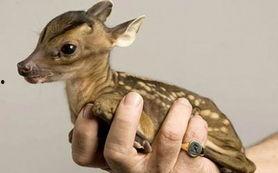 广州新闻爆料小鹿,小鹿爆料揭示城市生活新视角  第3张