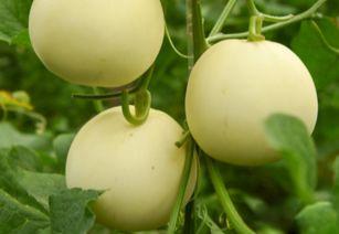 甜瓜生物爆料视频在线观看,揭秘神秘生物世界