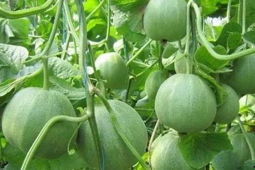 甜瓜生物爆料视频在线观看,揭秘神秘生物世界 第2张 甜瓜生物爆料视频在线观看,揭秘神秘生物世界 第2张