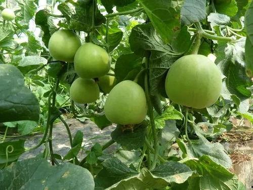 甜瓜生物爆料视频在线观看,揭秘神秘生物世界 第3张 甜瓜生物爆料视频在线观看,揭秘神秘生物世界 第3张