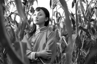 红高粱电视剧全集在线观看48集  第2张