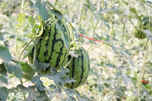 吃瓜区的网红,揭秘吃瓜区网红的崛起之路