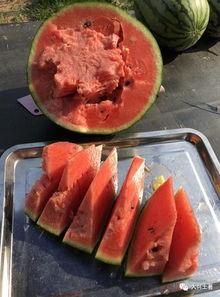 吃瓜区的网红,揭秘吃瓜区网红的崛起之路  第2张