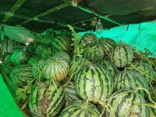 河南免费吃瓜,免费吃瓜活动来袭,清凉一夏共享欢乐 第2张 河南免费吃瓜,免费吃瓜活动来袭,清凉一夏共享欢乐 第2张