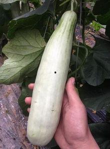 在哪里吃网红瓜最多呢,探寻全国最热门的“吃瓜”圣地 第3张 在哪里吃网红瓜最多呢,探寻全国最热门的“吃瓜”圣地 第3张