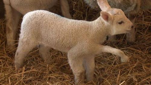 小羊爆料最新视频在线观看,精彩瞬间在线揭晓 第2张 小羊爆料最新视频在线观看,精彩瞬间在线揭晓 第2张