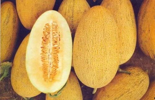 新疆网红求瓜吃,瓜香四溢引网友热议  第2张