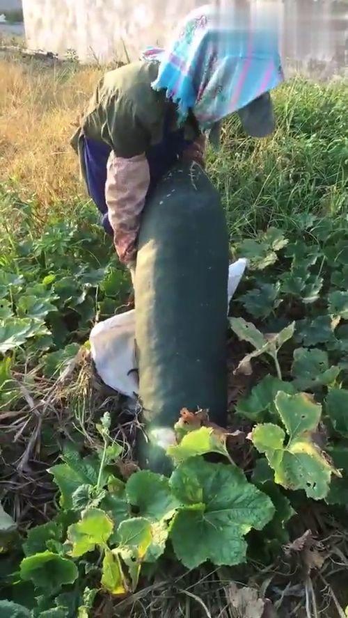 吃烂瓜视频大全免费观看,吃烂瓜视频大全，笑料横生，欢乐无限  第2张