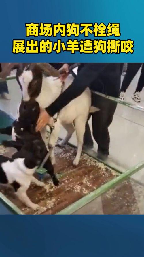 是谁爆料小羊的视频,真相令人震惊  第3张