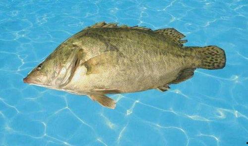 鳜鱼养殖爆料视频大全下载,视频大全下载,养殖技巧一网打尽 第2张 鳜鱼养殖爆料视频大全下载,视频大全下载,养殖技巧一网打尽 第2张