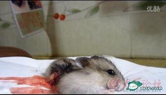 最新老鼠爆料视频下载大全,下载大全汇总