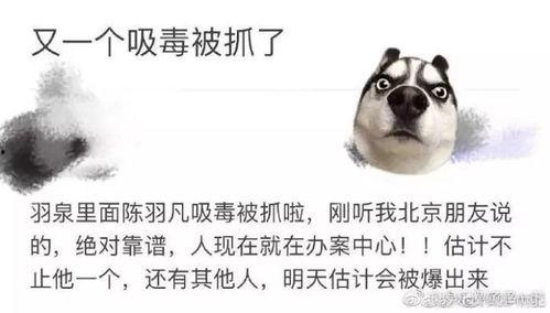 网友爆料收狗是真的吗视频,收狗视频真相揭秘，真相令人震惊！  第2张